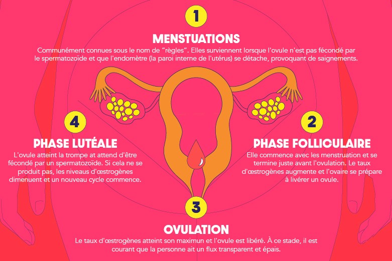 comment calculer son cycle menstruel pour ne pas tomber enceinte